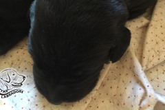 Puppy-Pics-860-484-14