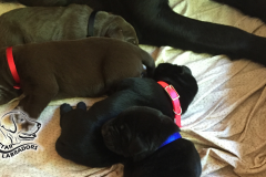 Puppy-Pics-860-484-16