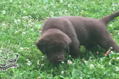 Puppy-Pics-860-484-25