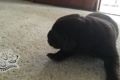 Puppy-Pics-860-484-4