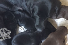 Puppy-Pics-860-484-8