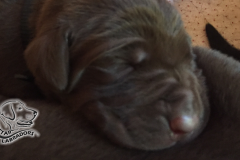 Puppy-Pics-860-484-9
