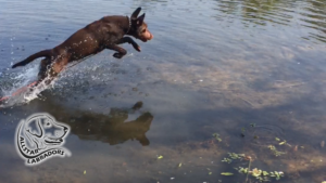 Labrador Retriever Running in the water