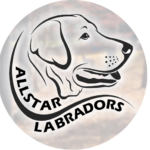 Allstar Labradors Logo