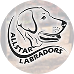 Allstar Labradors